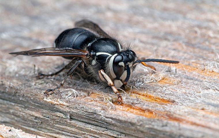 Who Wants a Wasp Waist? - Bug Squad - ANR Blogs